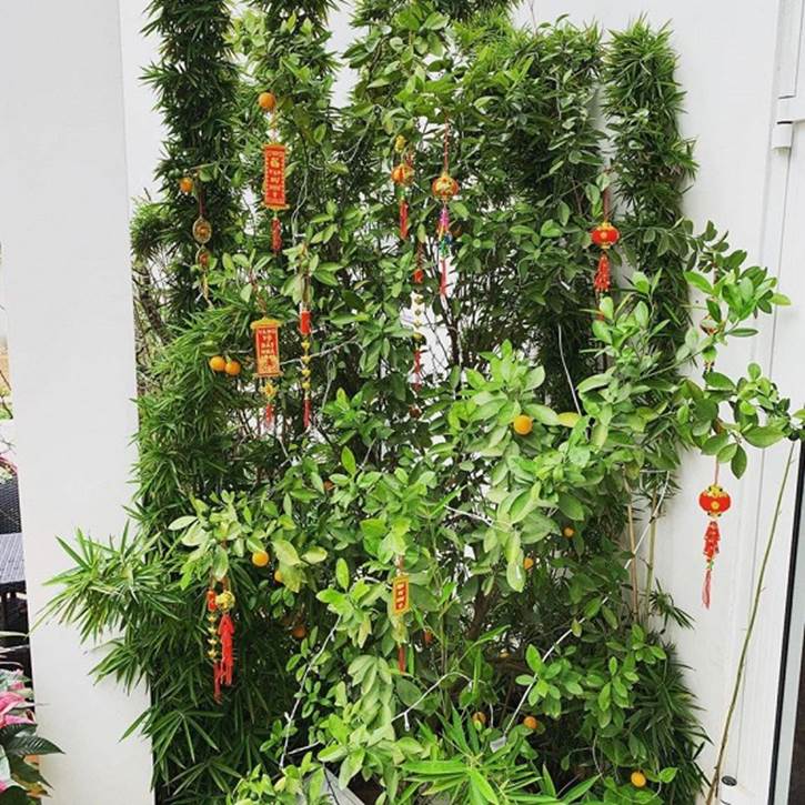 Hé lộ không gian vườn nhà của ca sĩ Nguyễn Ngọc Anh-9