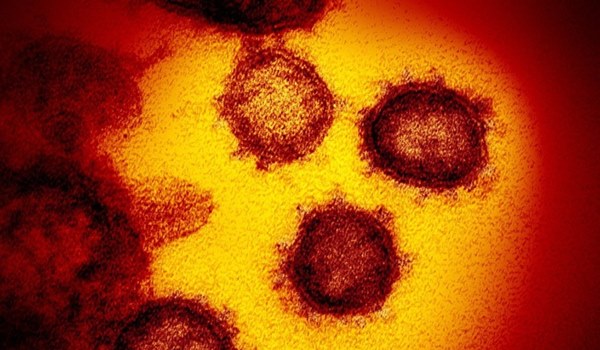 Virus có thể đã lây trên người nhiều thập kỷ mới bùng phát ở Vũ Hán-2