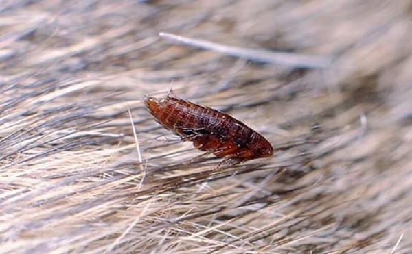 Nước rửa bát không chỉ để rửa bát, nó còn cả tá công dụng thật khó tin-6