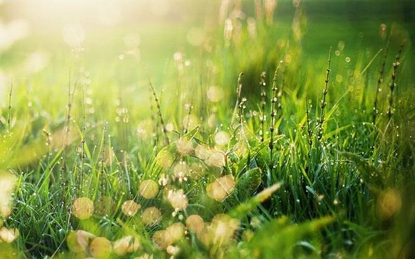 Nước rửa bát không chỉ để rửa bát, nó còn cả tá công dụng thật khó tin-7