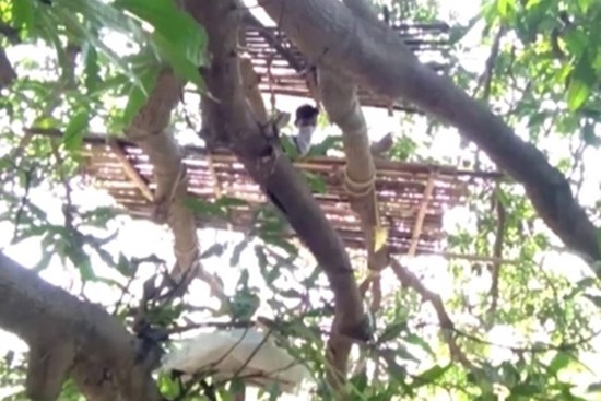 Người dân Ấn Độ cách ly ở trên cây