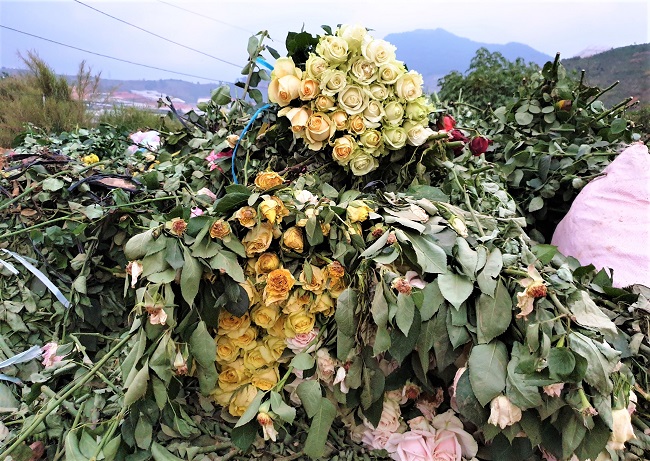 Xót xa nông dân cắt hoa đem đi đốt-2