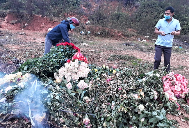Xót xa nông dân cắt hoa đem đi đốt-4