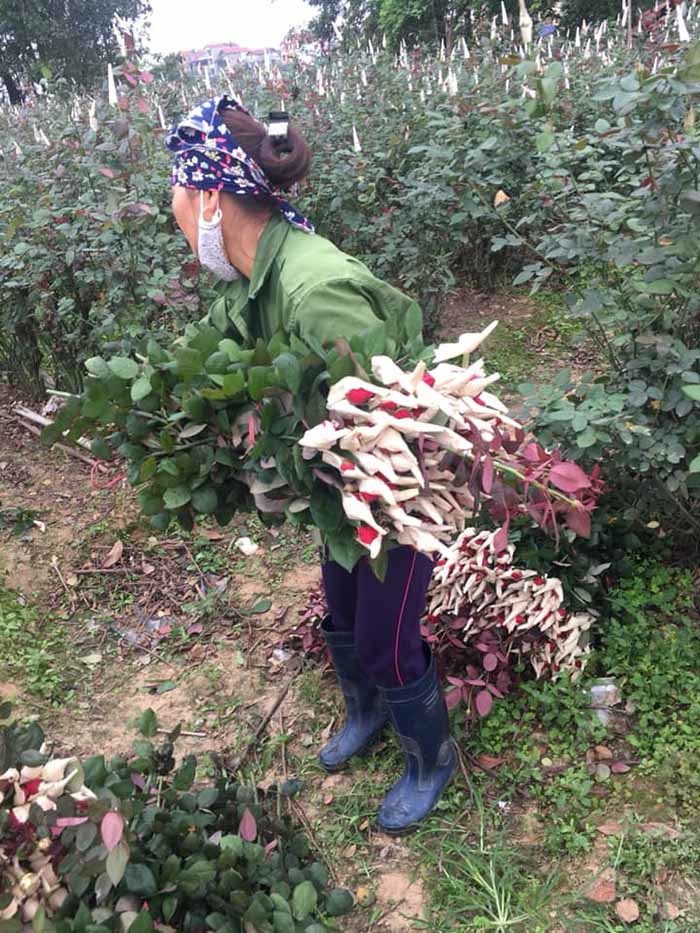 Một lời rao bán hết 700 bánh mỳ, 5.000 bông hồng, yên tâm nghỉ chống dịch-3