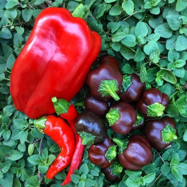 Cô gái trẻ xinh đẹp trở về nông thôn, tự tay trồng cả vườn rau quả sạch-11