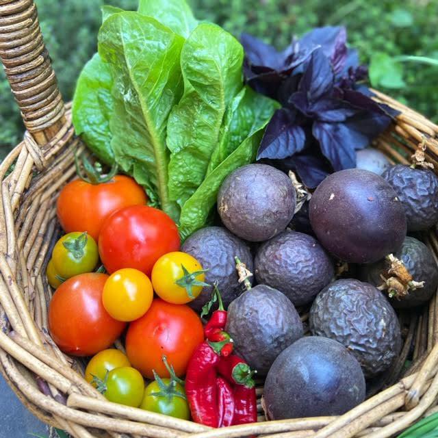 Cô gái trẻ xinh đẹp trở về nông thôn, tự tay trồng cả vườn rau quả sạch-14