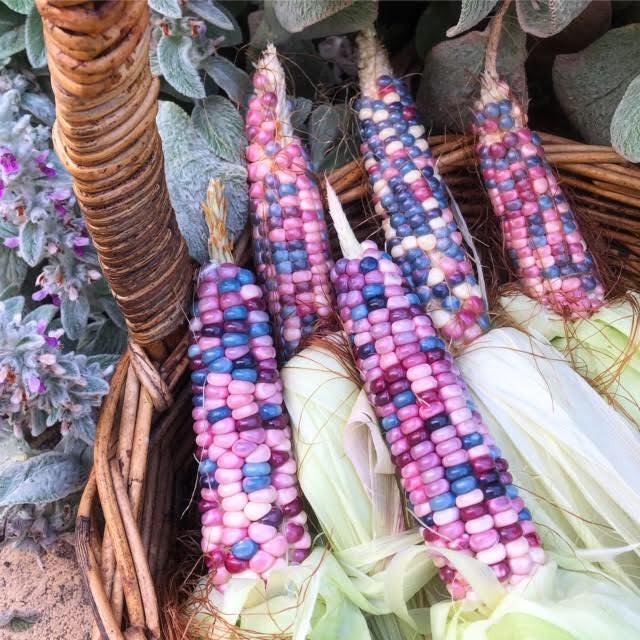 Cô gái trẻ xinh đẹp trở về nông thôn, tự tay trồng cả vườn rau quả sạch-16