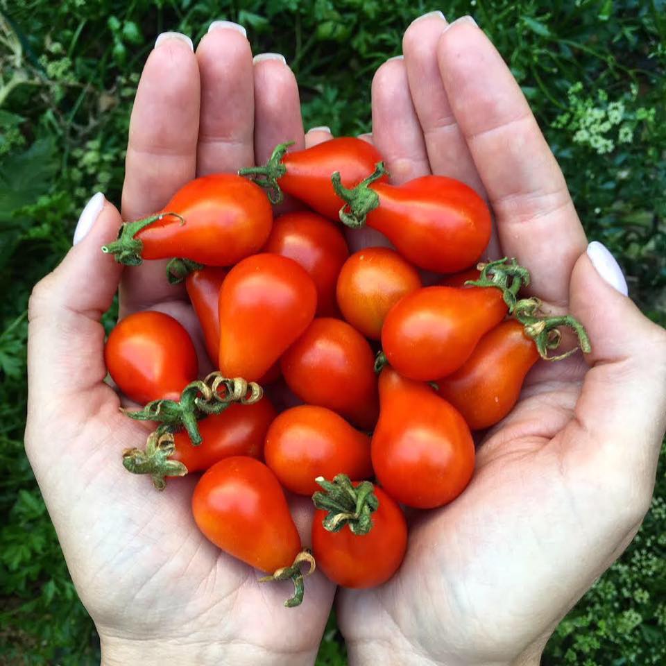 Cô gái trẻ xinh đẹp trở về nông thôn, tự tay trồng cả vườn rau quả sạch-19