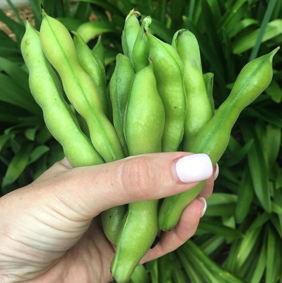 Cô gái trẻ xinh đẹp trở về nông thôn, tự tay trồng cả vườn rau quả sạch-21