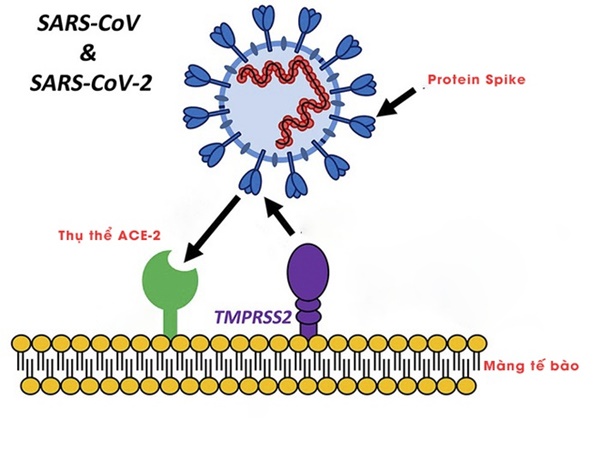 Phát hiện mới về cơ chế lây lan của virus corona-1
