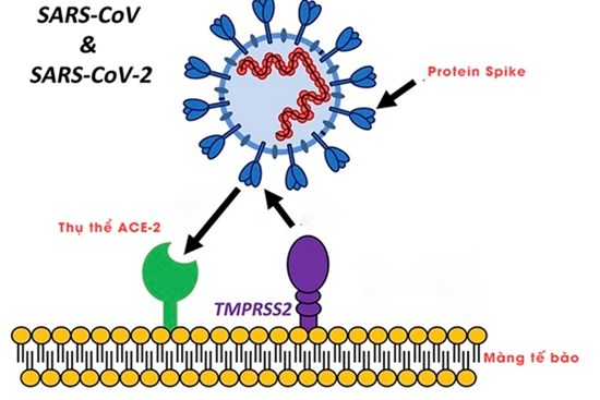 Phát hiện mới về cơ chế lây lan của virus corona