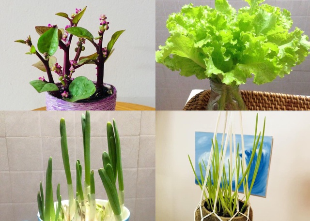 Tuyệt chiêu” trang trí nhà cực đẹp với khoai lang, mùng tơi, mạ non-1