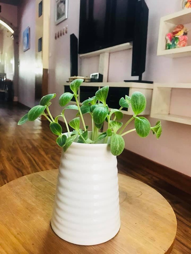 Tuyệt chiêu” trang trí nhà cực đẹp với khoai lang, mùng tơi, mạ non-5