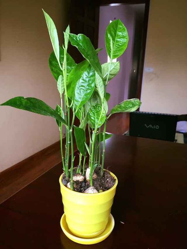 Tuyệt chiêu” trang trí nhà cực đẹp với khoai lang, mùng tơi, mạ non-7