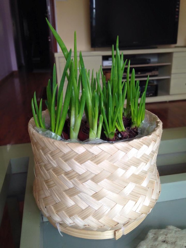 Tuyệt chiêu” trang trí nhà cực đẹp với khoai lang, mùng tơi, mạ non-10