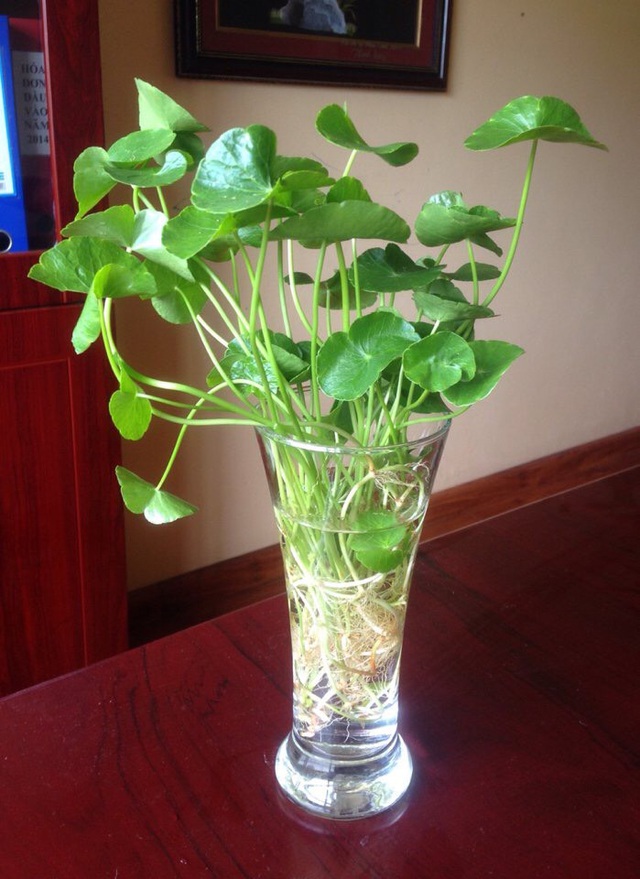 Tuyệt chiêu” trang trí nhà cực đẹp với khoai lang, mùng tơi, mạ non-11