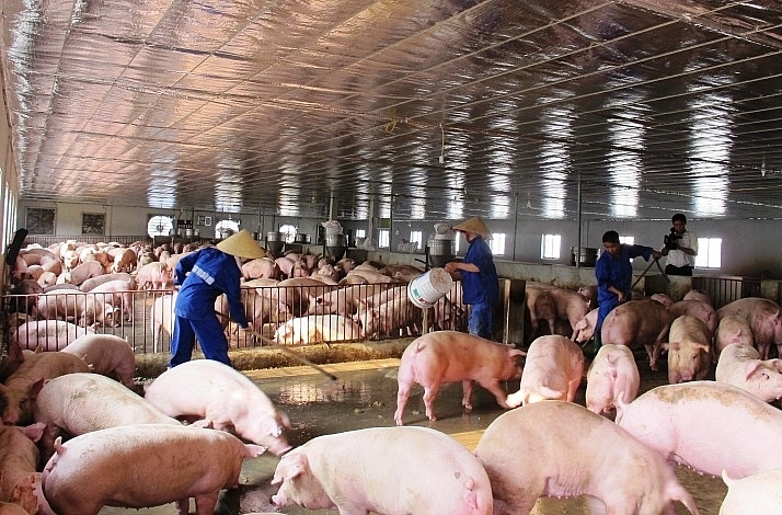 Ông chủ các trại lớn đồng loạt báo giảm giá thịt lợn-1