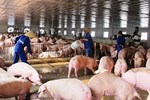 Lợn hơi về 70.000 đồng/kg, giá thịt bán ra vẫn cao-2