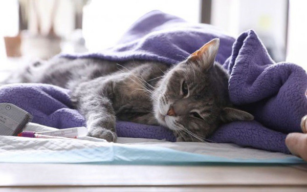 Hong Kong xác định 1 con mèo dương tính với virus SARS-CoV-2-1