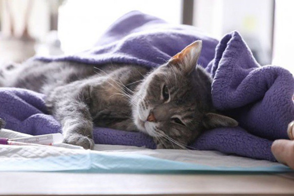 Hổ ở sở thú New York dương tính với virus corona-2