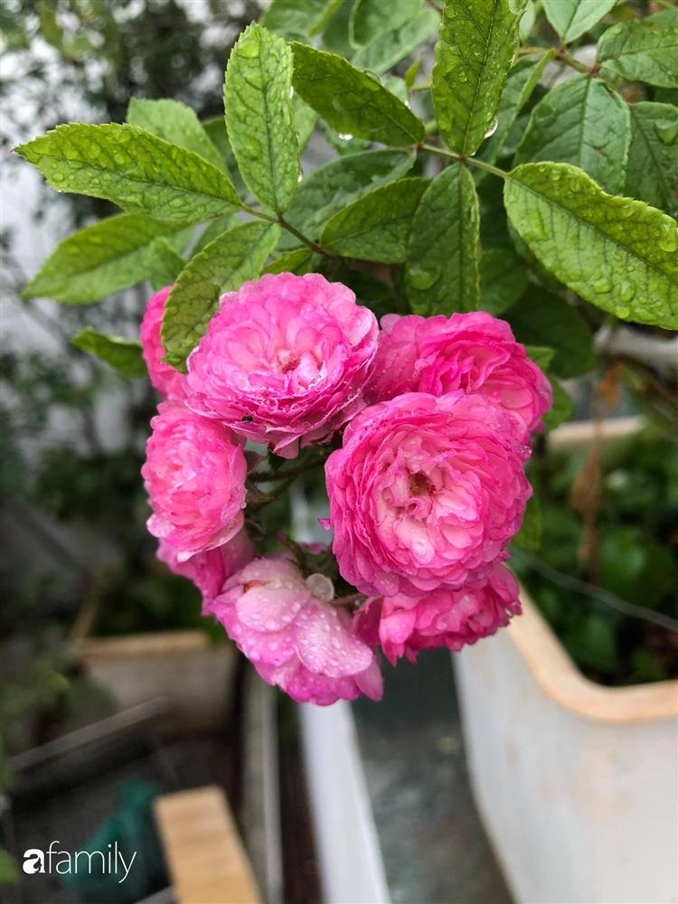 Nhà cấp 4 với diện tích 35m² được cải tạo thành không gian sống hiện đại với ánh sáng ngập tràn ở Vũng Tàu-8