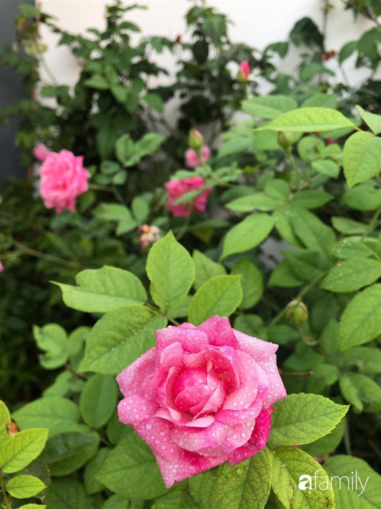 Nhà cấp 4 với diện tích 35m² được cải tạo thành không gian sống hiện đại với ánh sáng ngập tràn ở Vũng Tàu-9