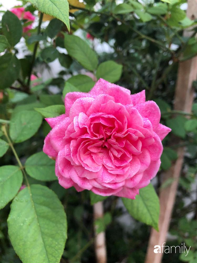 Nhà cấp 4 với diện tích 35m² được cải tạo thành không gian sống hiện đại với ánh sáng ngập tràn ở Vũng Tàu-11