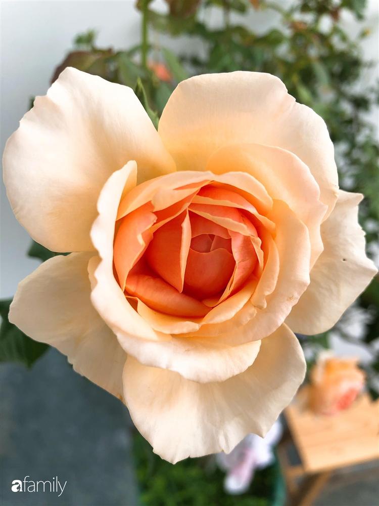 Nhà cấp 4 với diện tích 35m² được cải tạo thành không gian sống hiện đại với ánh sáng ngập tràn ở Vũng Tàu-13