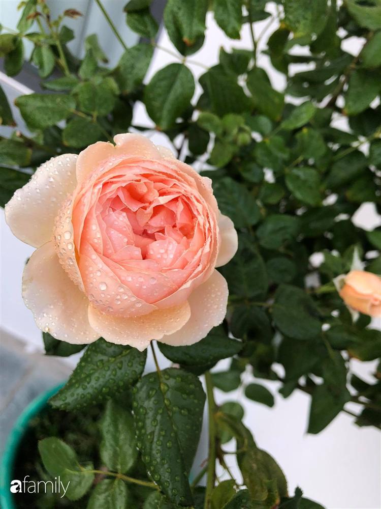 Nhà cấp 4 với diện tích 35m² được cải tạo thành không gian sống hiện đại với ánh sáng ngập tràn ở Vũng Tàu-14