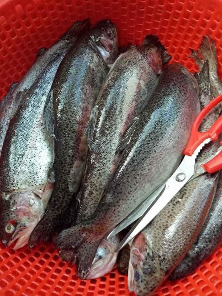 Cá hồi Sapa giá rẻ, chị em ôm số lượng nhiều bán online kiếm cả triệu/ngày-1