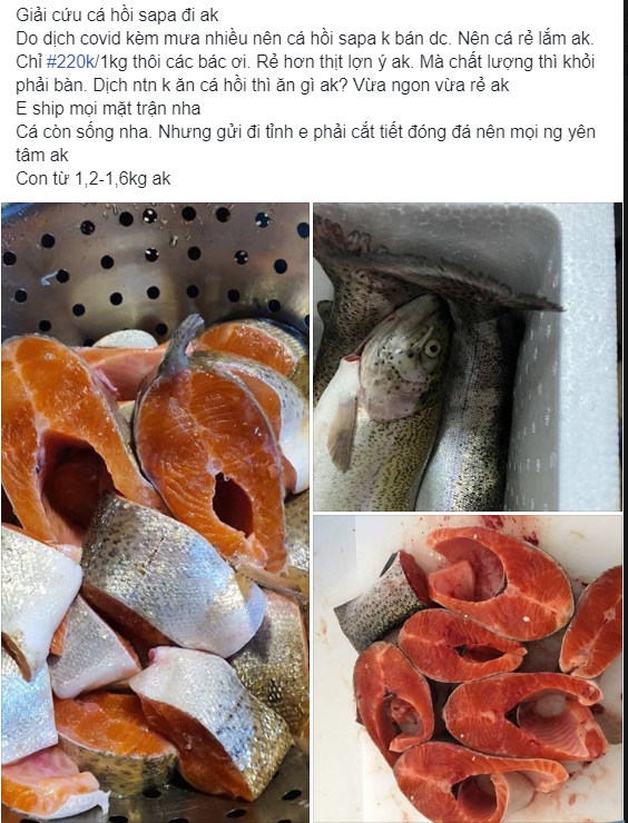 Cá hồi Sapa giá rẻ, chị em ôm số lượng nhiều bán online kiếm cả triệu/ngày-3