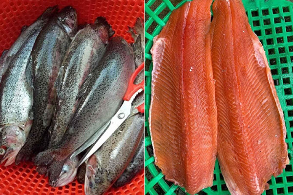 Cá hồi Sa Pa giảm giá sốc vẫn ế: Gian nan trong việc giải cứu tại Hà Nội-5