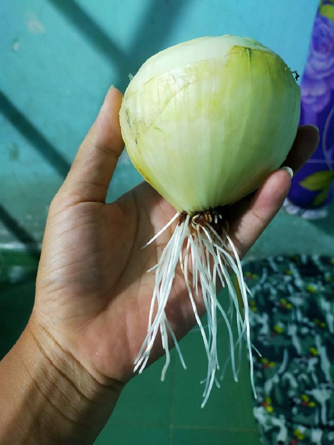 Hội chị em đua nhau để dành đồ ăn rồi nhận kết cục phì cười khi thấy trứng nở vịt con, củ hoá thành cây dài cả mét trong bếp-9