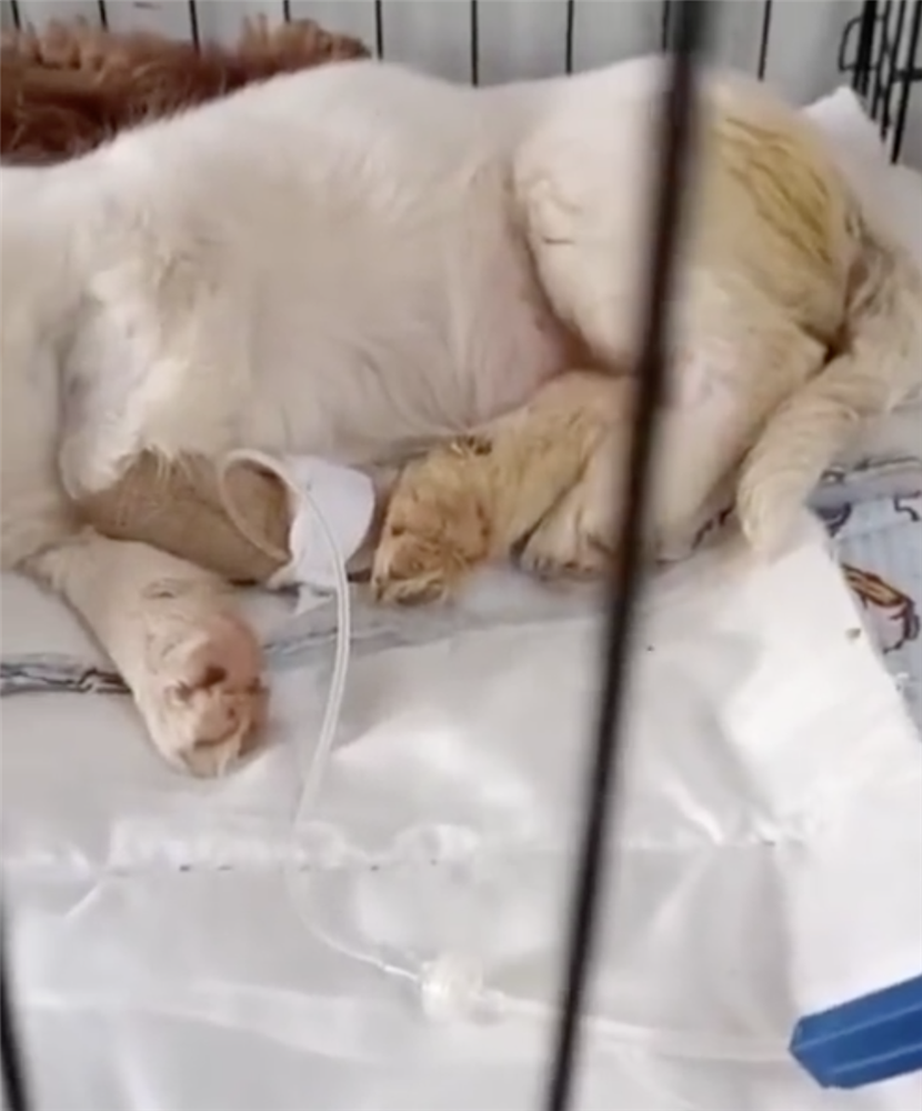 Chó con bị bệnh nặng, chó mẹ dùng hai chân trước ôm con với ánh mắt đau thương khiến mọi người phải cảm thán: Tình mẫu tử vô biên-2