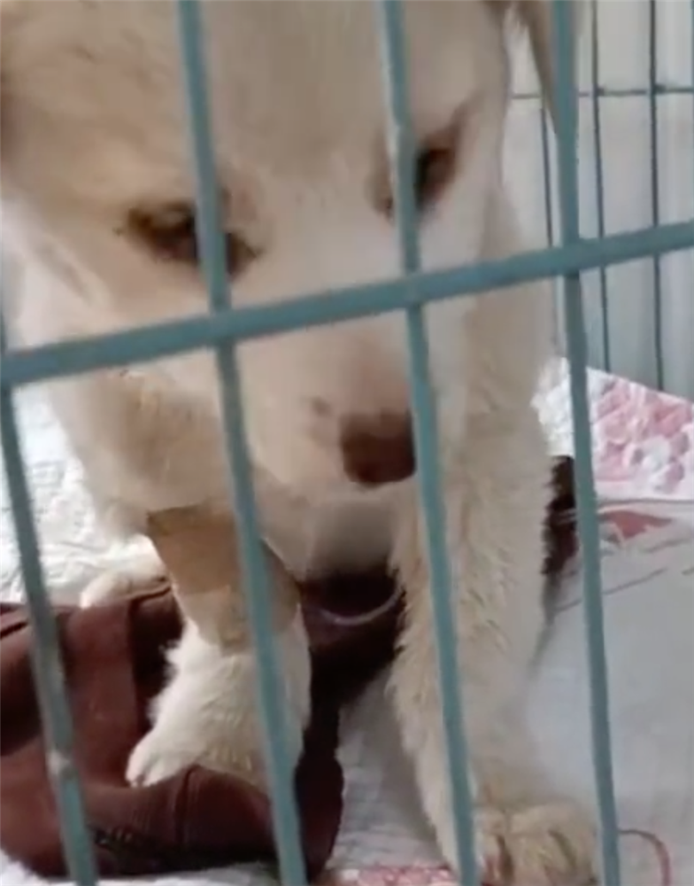 Chó con bị bệnh nặng, chó mẹ dùng hai chân trước ôm con với ánh mắt đau thương khiến mọi người phải cảm thán: Tình mẫu tử vô biên-3