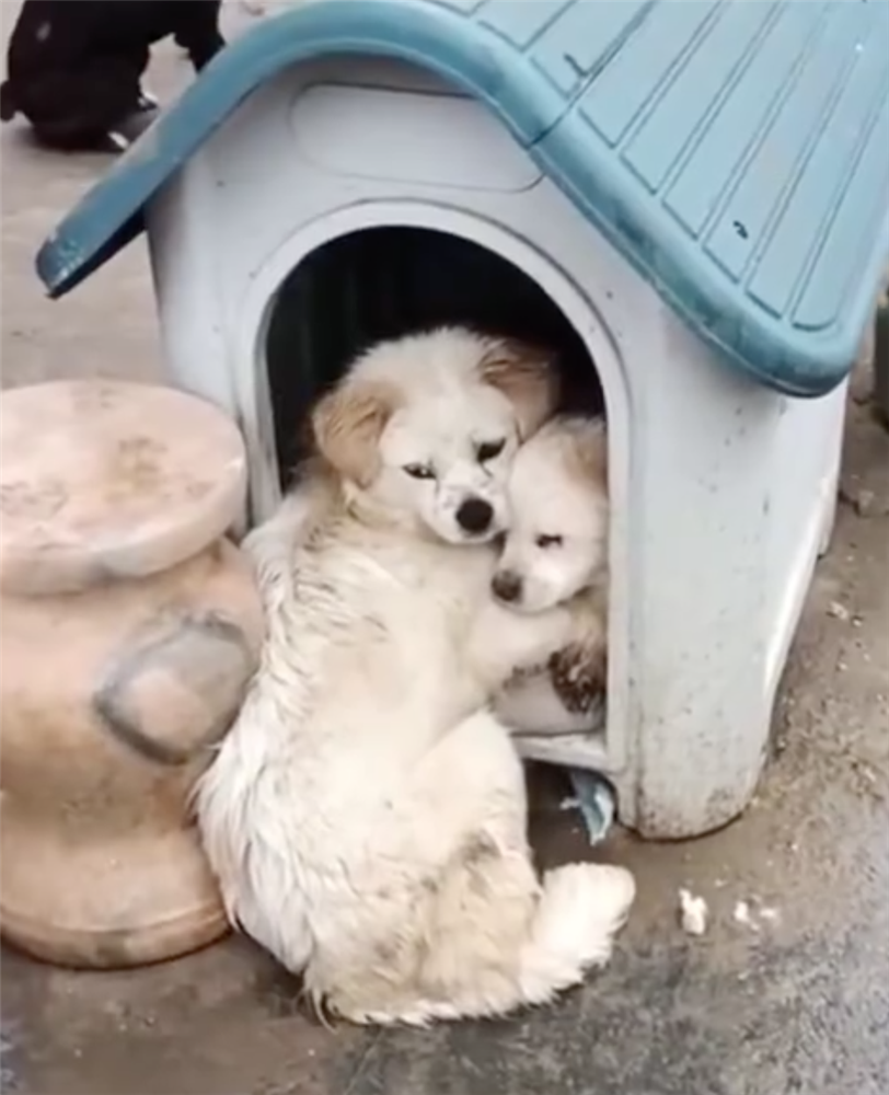 Chó con bị bệnh nặng, chó mẹ dùng hai chân trước ôm con với ánh mắt đau thương khiến mọi người phải cảm thán: Tình mẫu tử vô biên-4