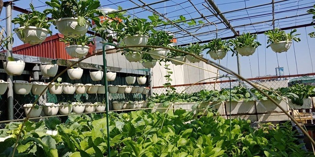 Mãn nhãn khu vườn trên mây tốt như nông trại của ông bố đảm Hà Nội-1