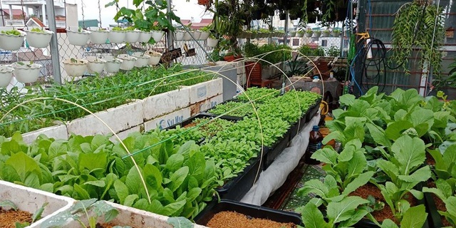 Mãn nhãn khu vườn trên mây tốt như nông trại của ông bố đảm Hà Nội-2