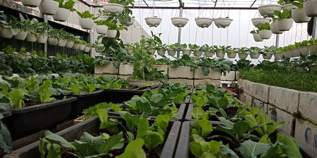 Mãn nhãn khu vườn trên mây tốt như nông trại của ông bố đảm Hà Nội-3