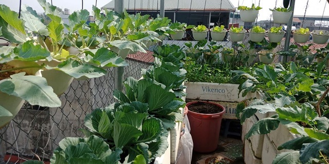 Mãn nhãn khu vườn trên mây tốt như nông trại của ông bố đảm Hà Nội-11