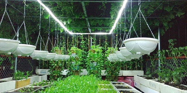 Mãn nhãn khu vườn trên mây tốt như nông trại của ông bố đảm Hà Nội-12