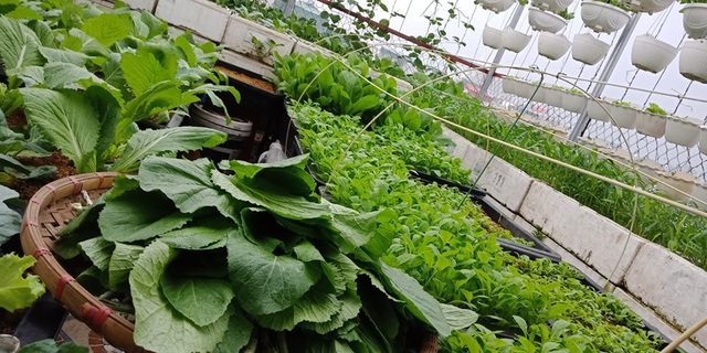 Mãn nhãn khu vườn trên mây tốt như nông trại của ông bố đảm Hà Nội-5