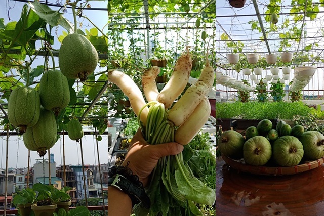 Mãn nhãn khu vườn trên mây tốt như nông trại của ông bố đảm Hà Nội-6