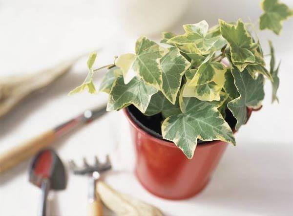 6 loại cây hút bức xạ cực tốt, làm việc tại nhà cũng nên mua đặt bàn ngay-1