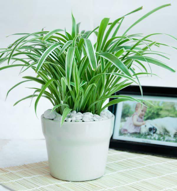 6 loại cây hút bức xạ cực tốt, làm việc tại nhà cũng nên mua đặt bàn ngay-5