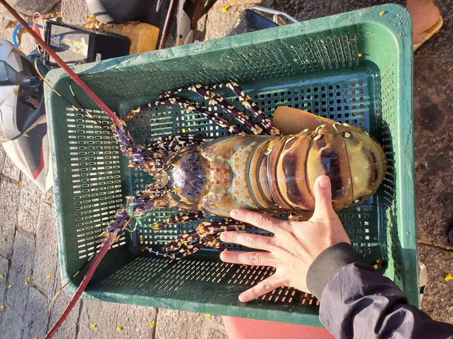 Chi 36 triệu mua cặp tôm hùm bông khổng lồ thưởng thức-2