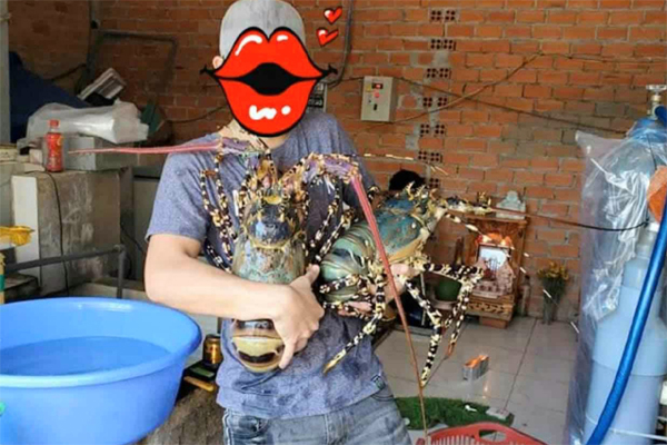 Giá tôm hùm rẻ hơn thời ‘giải cứu’-2