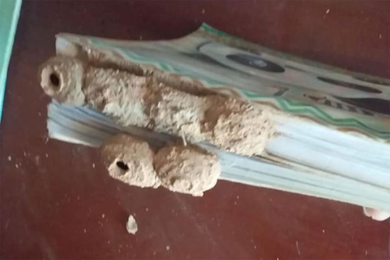 Nghỉ học lâu ngày, học sinh đua nhau khoe hình sách vở mốc meo, bị côn trùng làm tổ