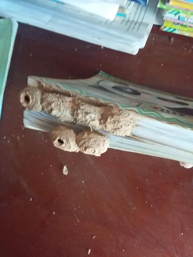 Nghỉ học lâu ngày, học sinh đua nhau khoe hình sách vở mốc meo, bị côn trùng làm tổ-1