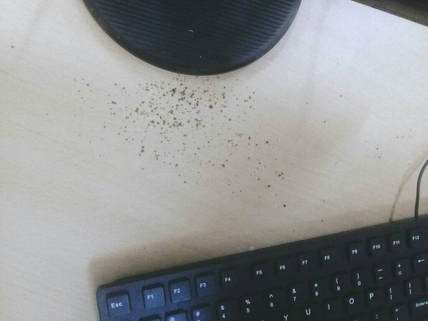 Nghỉ học lâu ngày, học sinh đua nhau khoe hình sách vở mốc meo, bị côn trùng làm tổ-4